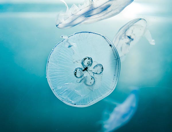 Uxney Copper Sheet Metal,4" x 4"-16 Gauge(1.5mm) Thickness,99.9% Pure Copper Plates for DIY, Jewelry, Electrical, Repair, Industrial(1 Pac）